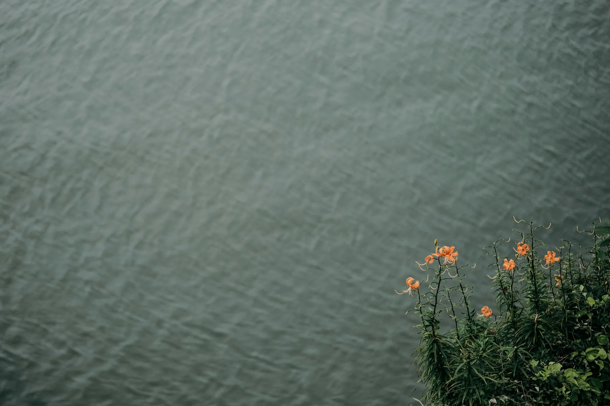 Orange tiger lilies in the foreground with grey-green sea and low islands behind them
