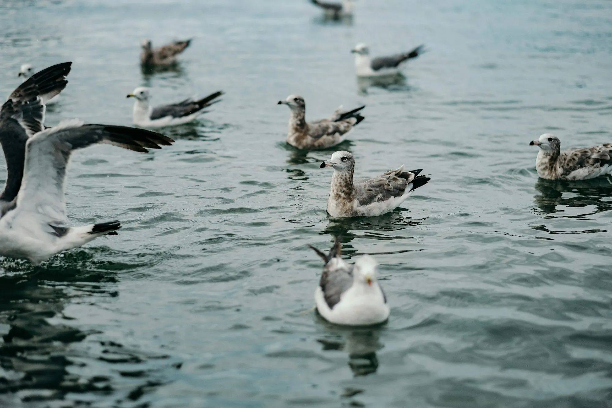 Gulls sitting and floating on calm grey water