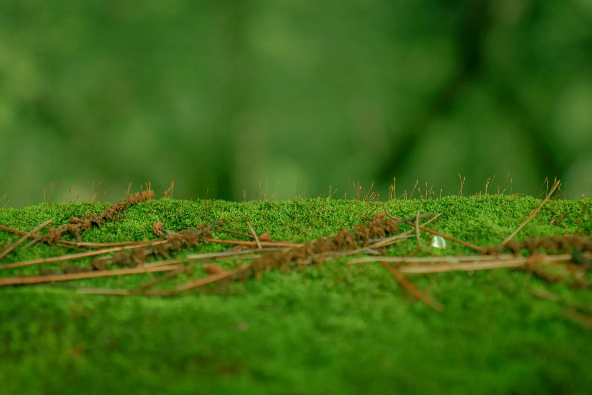 A close view of thick green moss on a rock, with the background blurred